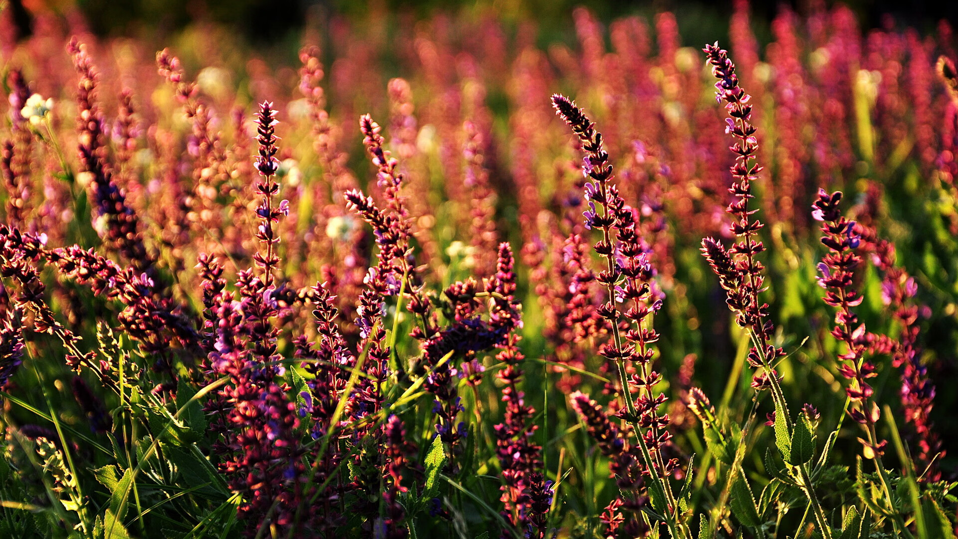 VALORANT 多支强队展开激烈争夺，valorant比赛规则