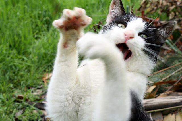 爱游戏官方入口-VALORANT 明星中单选手状态回暖，valorant比赛